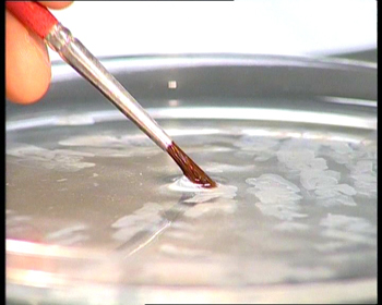 Microtomos de muestra cerebral para tinci�n y microscop�a. Imagen de sciencepics.org con licencia Creative Commons